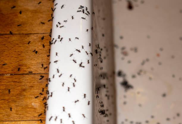 Best Local Pest Control Services  in Wharton, NJ